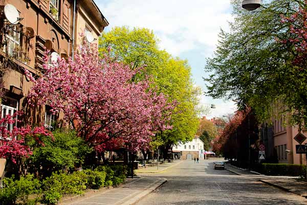 Сакура в Ужгороді