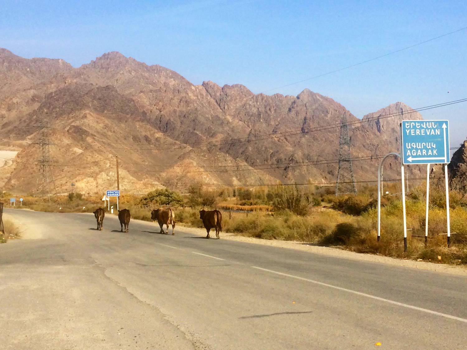 Вірменія. Корови в горах по дорозі.